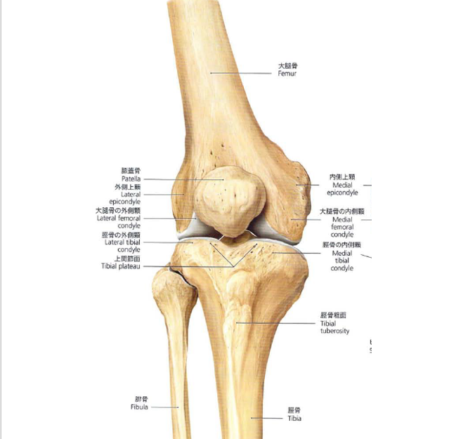 膝蓋大腿関節の解剖図(膝蓋骨・大腿骨滑車・膝蓋腱・内外側支帯の位置関係